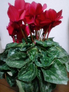 111217_1751~01.jpg